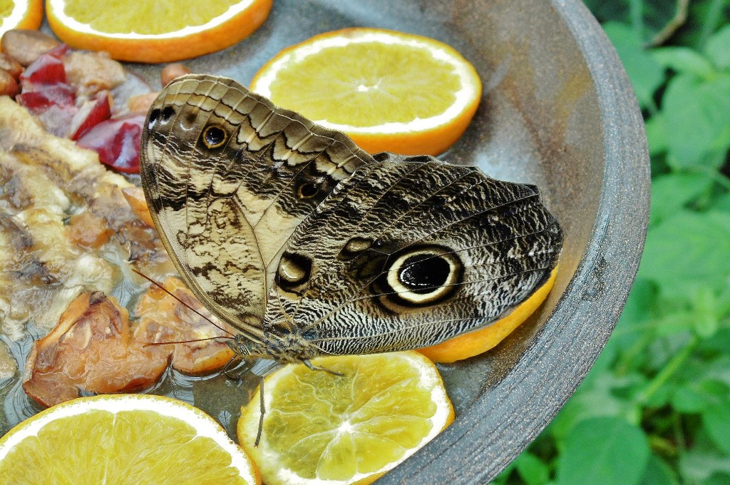 Foto: Mariposario - Benalmádena (Málaga), España