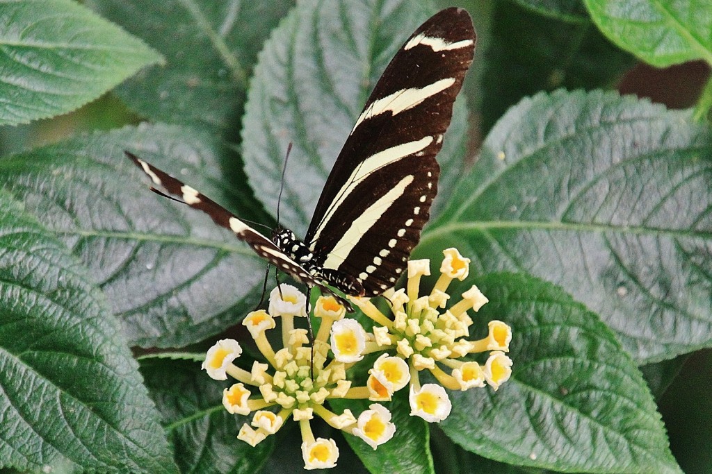 Foto: Mariposario - Benalmádena (Málaga), España