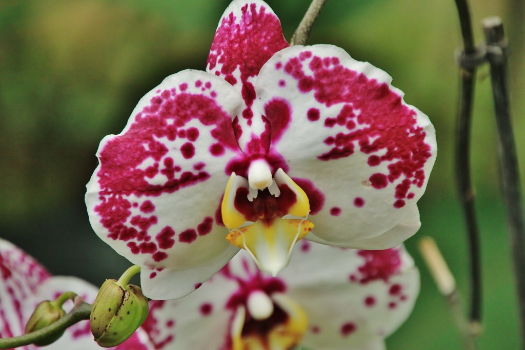 Foto: Mariposario - Benalmádena (Málaga), España