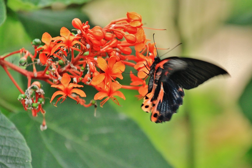 Foto: Mariposario - Benalmádena (Málaga), España