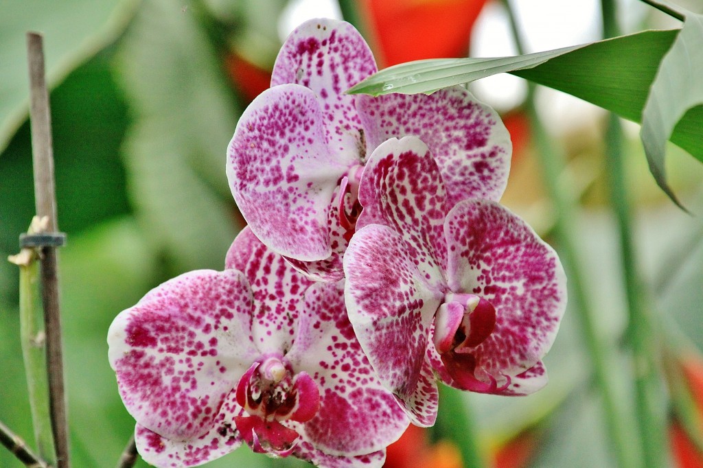 Foto: Mariposario - Benalmádena (Málaga), España