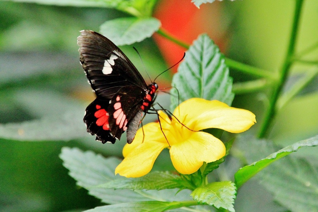 Foto: Mariposario - Benalmádena (Málaga), España