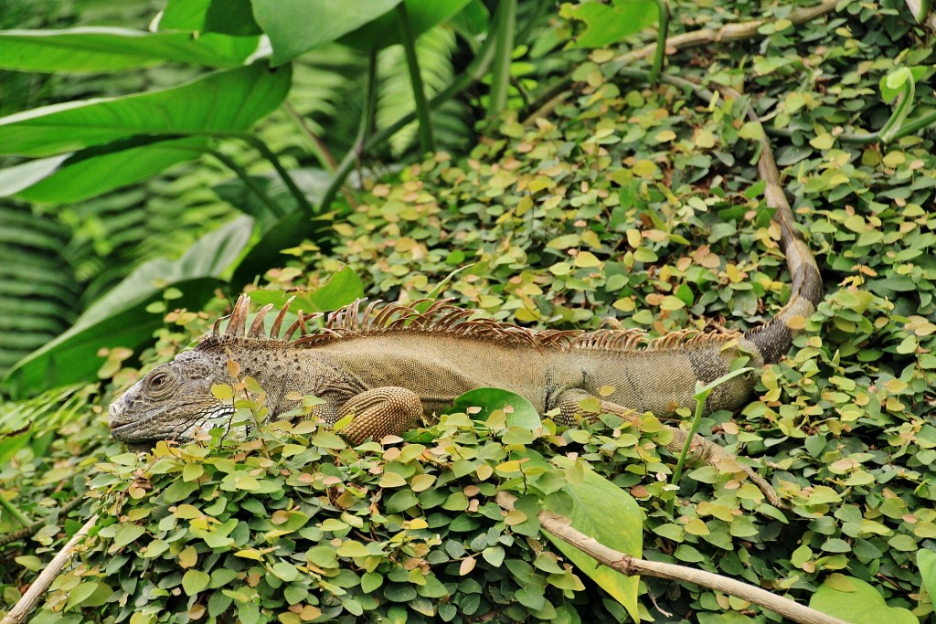 Foto: Mariposario - Benalmádena (Málaga), España