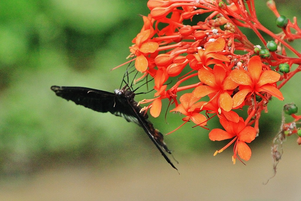 Foto: Mariposario - Benalmádena (Málaga), España