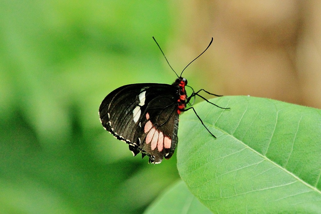 Foto: Mariposario - Benalmádena (Málaga), España