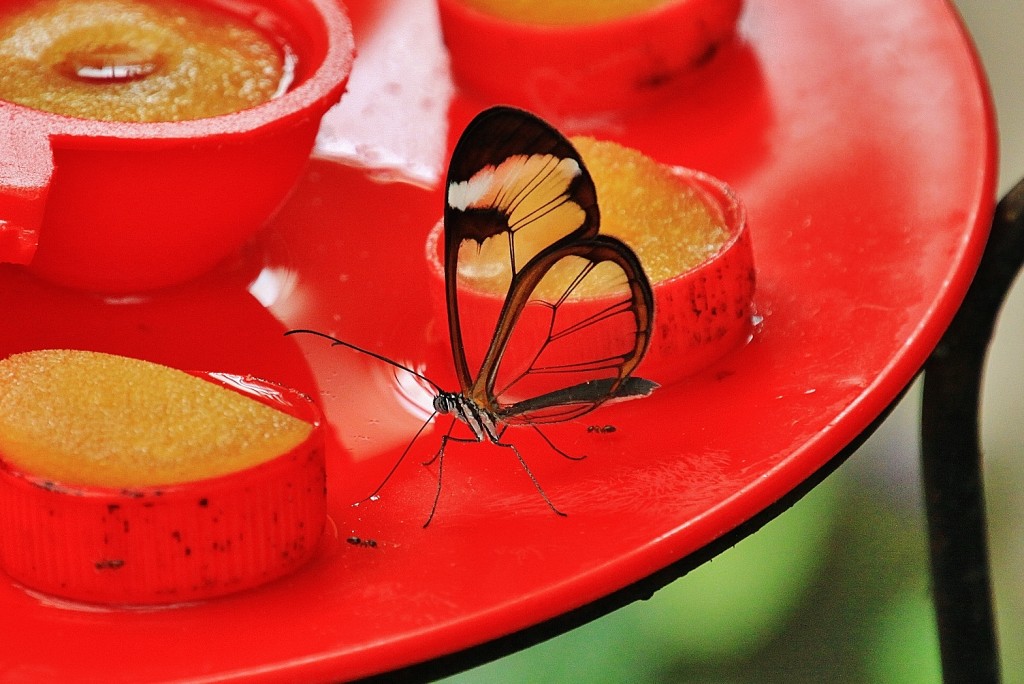 Foto: Mariposario - Benalmádena (Málaga), España