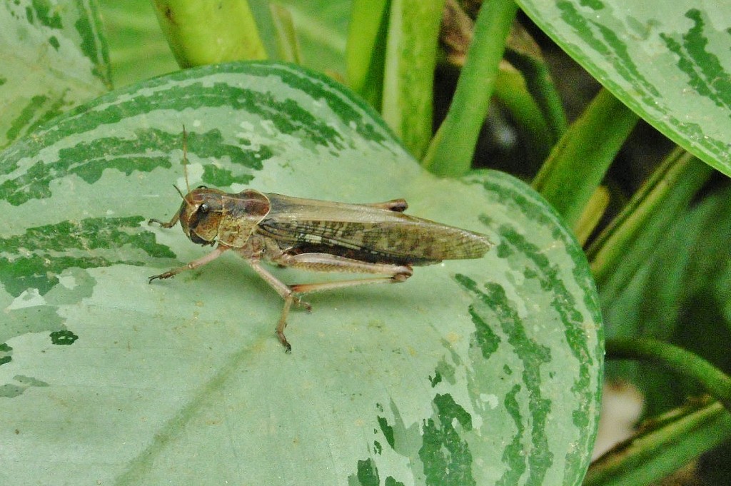 Foto: Mariposario - Benalmádena (Málaga), España
