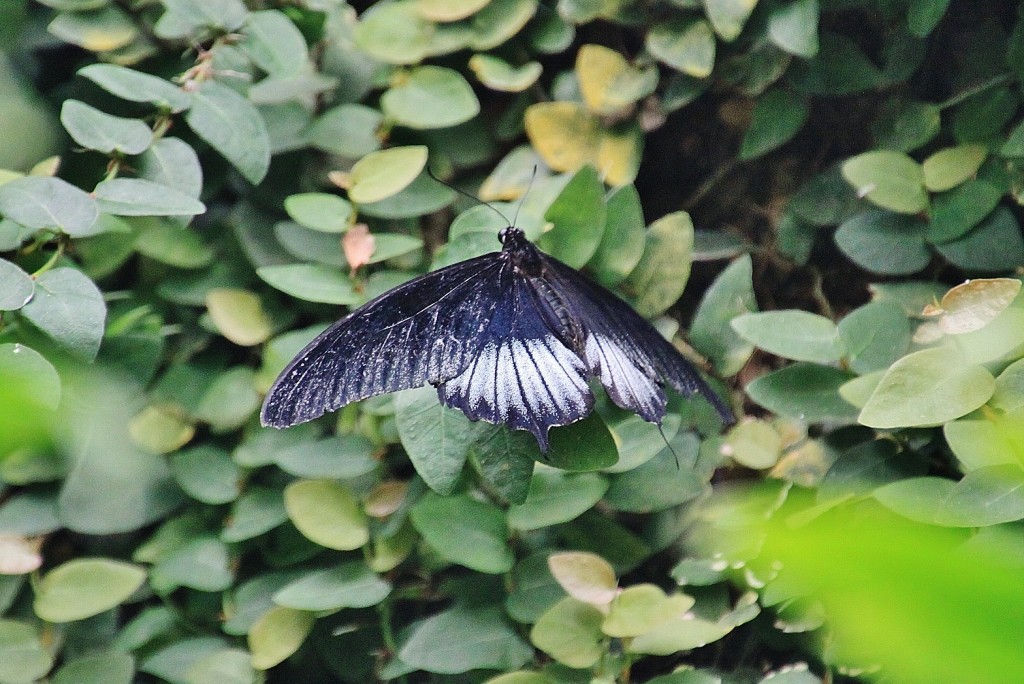Foto: Mariposario - Benalmádena (Málaga), España