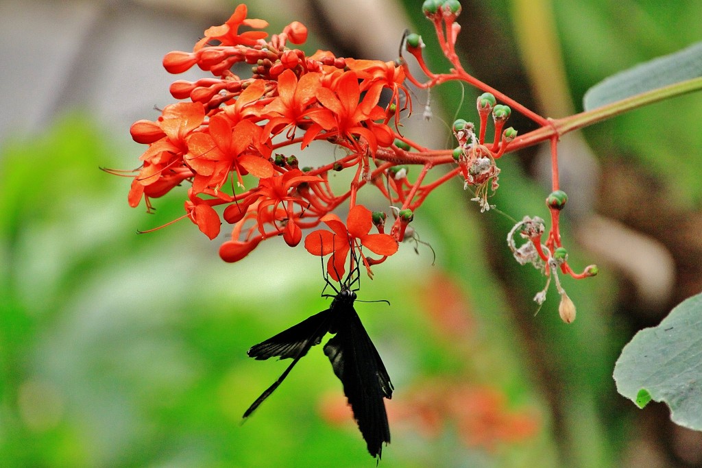 Foto: Mariposario - Benalmádena (Málaga), España