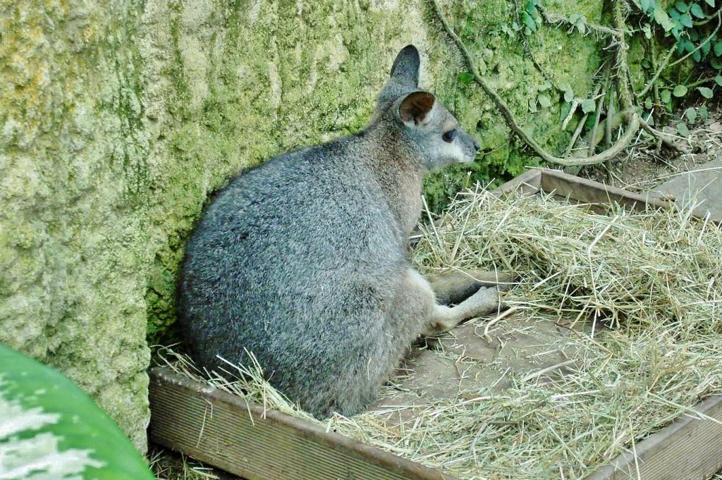 Foto: Mariposario - Benalmádena (Málaga), España