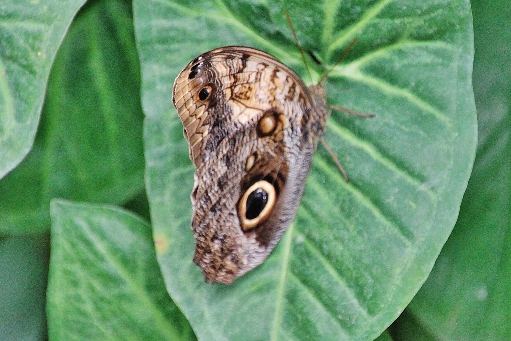 Foto: Mariposario - Benalmádena (Málaga), España