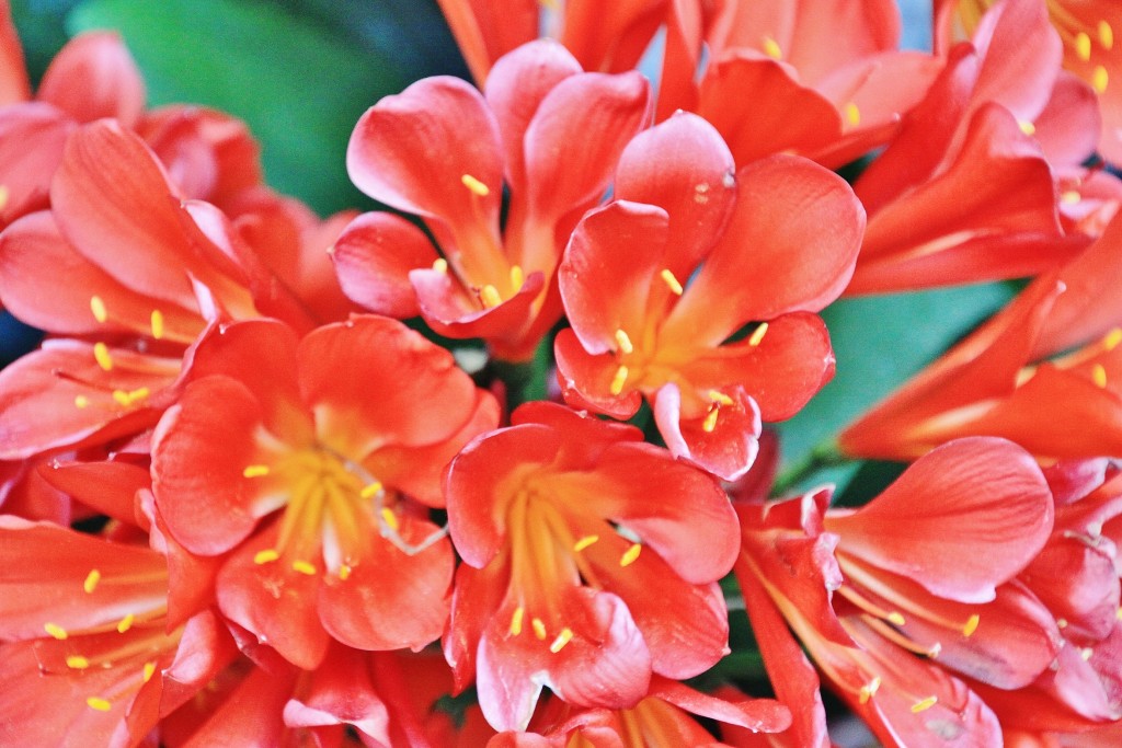 Foto: Un poco de color - Benalmádena (Málaga), España