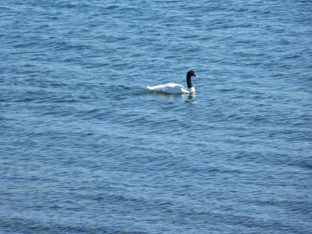Foto de Chacao (Los Lagos), Chile