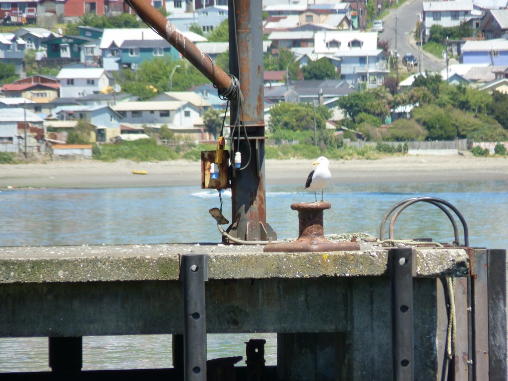 Foto: Ancud. - Chiloé (Los Lagos), Chile