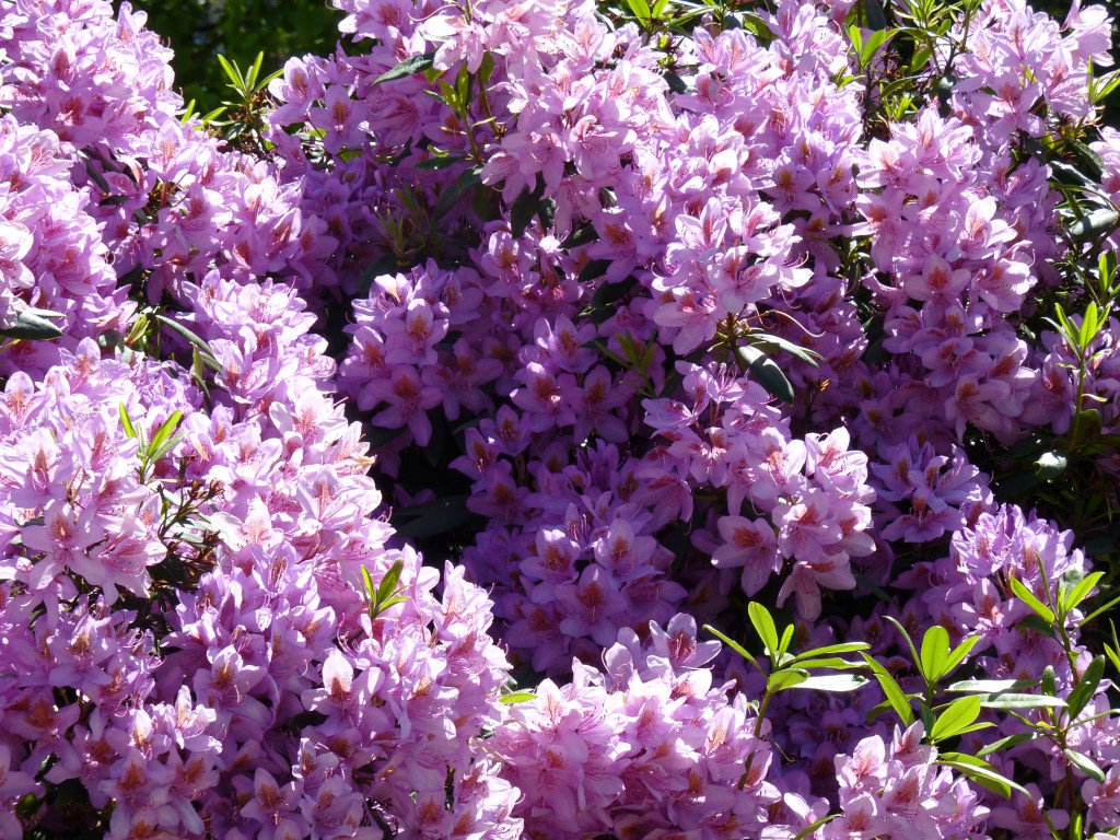 Foto de Osorno (Los Lagos), Chile