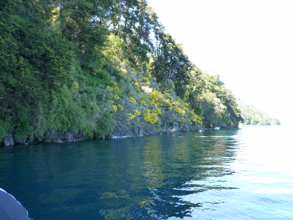 Foto: Parque Nacional Vicente Pérez Rosales. - Osorno (Los Lagos), Chile