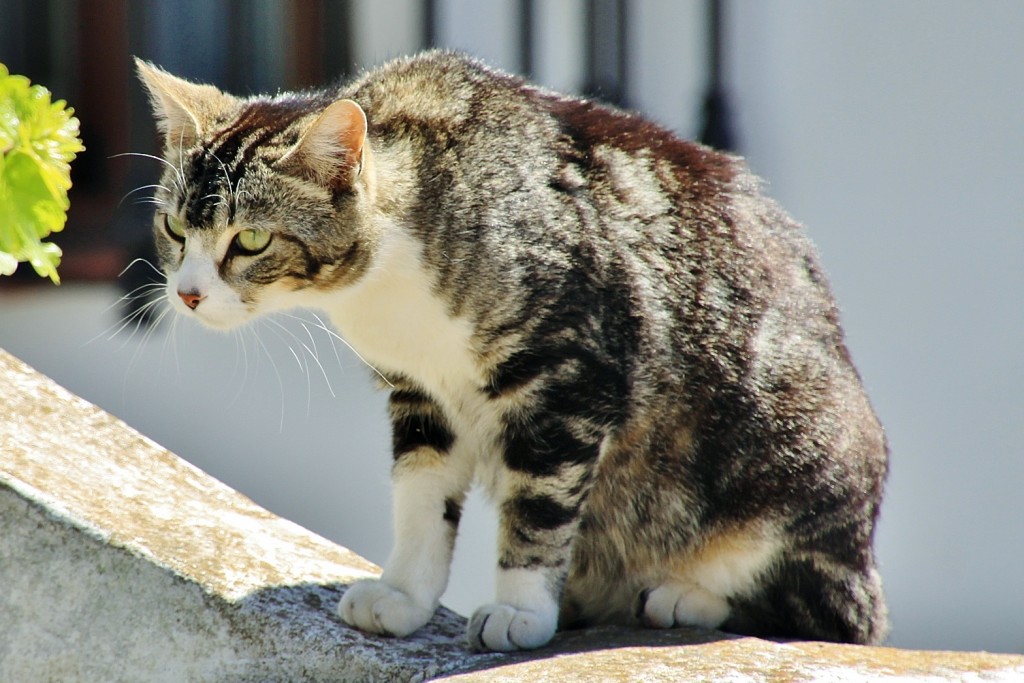 Foto: Gatito - Comares (Málaga), España