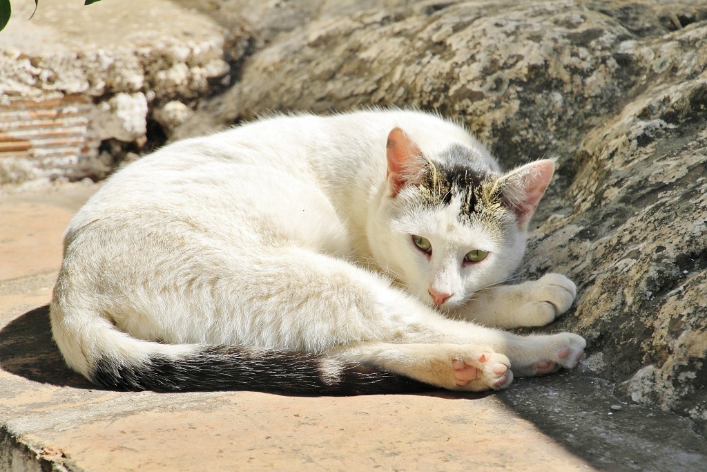 Foto: Gatito - Comares (Málaga), España