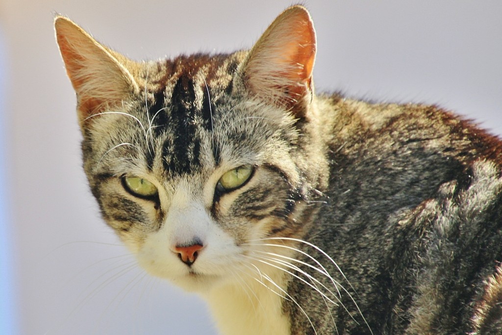 Foto: Gatito - Comares (Málaga), España