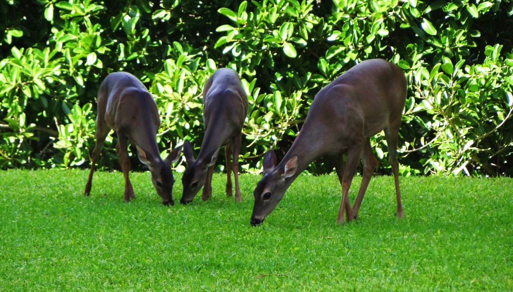 Foto: Hotel BlueBay Grand Esmeralda - Playa del Carmen (Quintana Roo), México