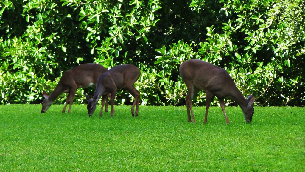 Foto: Hotel BlueBay Grand Esmeralda - Playa del Carmen (Quintana Roo), México