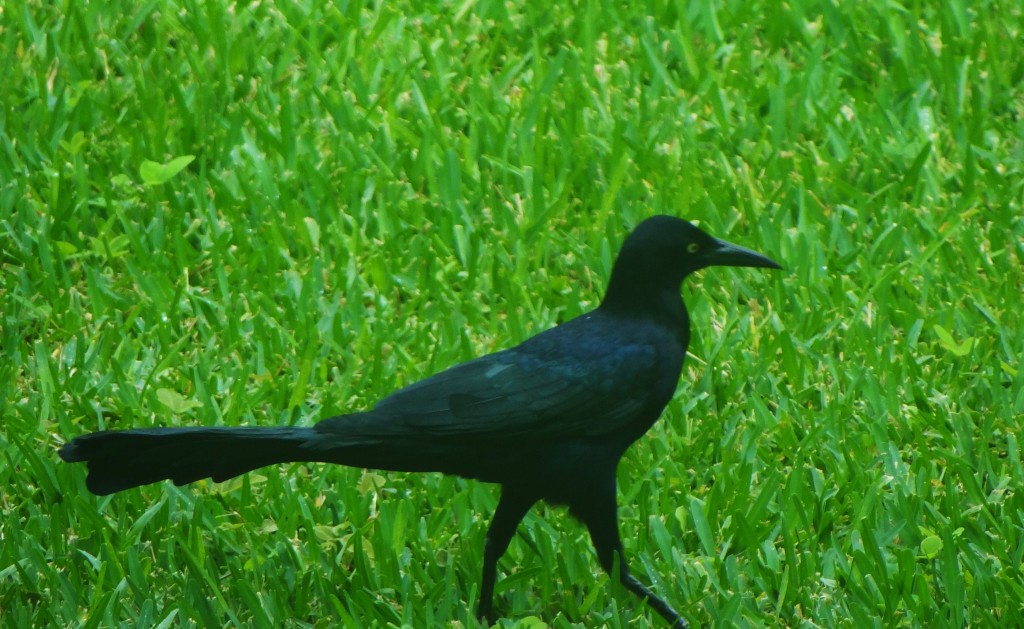 Foto: Hotel BlueBay Grand Esmeralda - Playa del Carmen (Quintana Roo), México