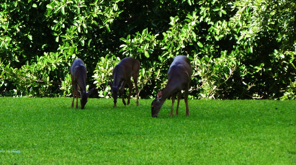 Foto: Hotel BlueBay Grand Esmeralda - Playa del Carmen (Quintana Roo), México