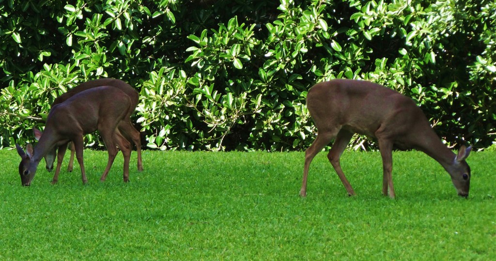 Foto: Hotel BlueBay Grand Esmeralda - Playa del Carmen (Quintana Roo), México