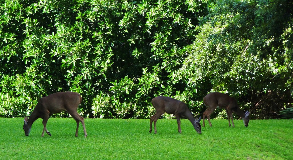 Foto: Hotel BlueBay Grand Esmeralda - Playa del Carmen (Quintana Roo), México