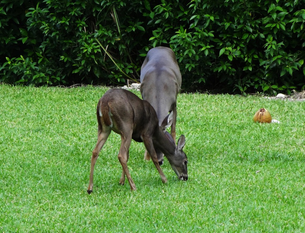 Foto: Hotel BlueBay Grand Esmeralda - Playa del Carmen (Quintana Roo), México