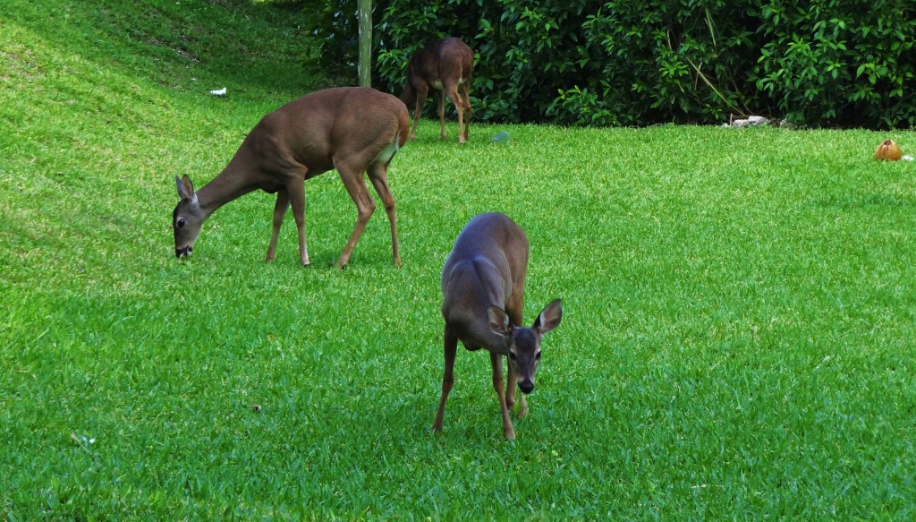 Foto: Hotel BlueBay Grand Esmeralda - Playa del Carmen (Quintana Roo), México