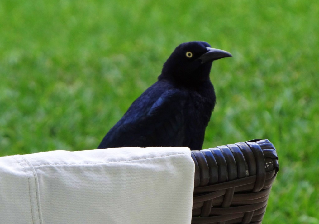 Foto: Hotel BlueBay Grand Esmeralda - Playa del Carmen (Quintana Roo), México