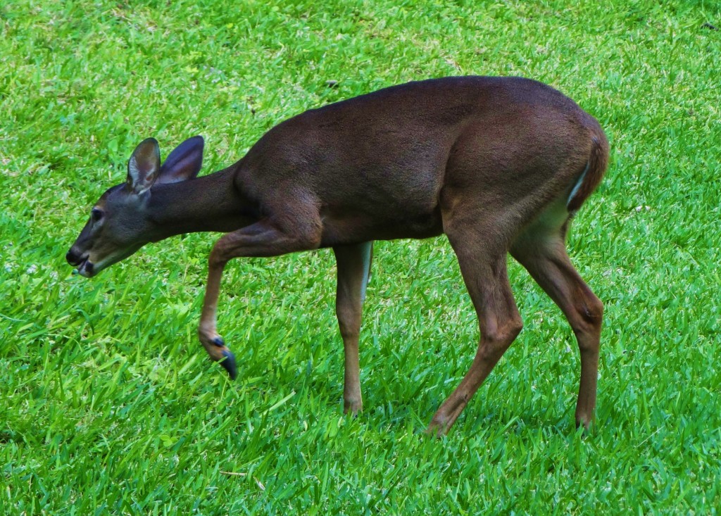 Foto: Hotel BlueBay Grand Esmeralda - Playa del Carmen (Quintana Roo), México