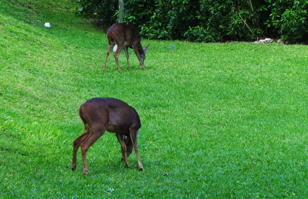 Foto: Hotel BlueBay Grand Esmeralda - Playa del Carmen (Quintana Roo), México