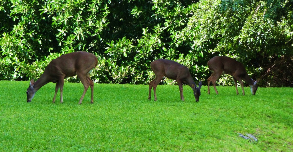 Foto: Hotel BlueBay Grand Esmeralda - Playa del Carmen (Quintana Roo), México