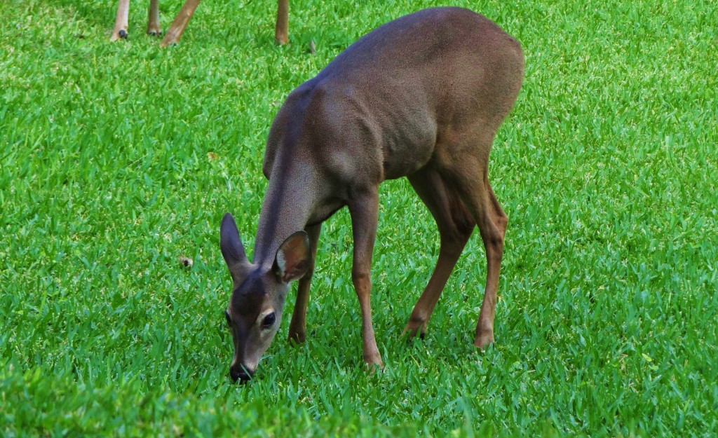 Foto: Hotel BlueBay Grand Esmeralda - Playa del Carmen (Quintana Roo), México