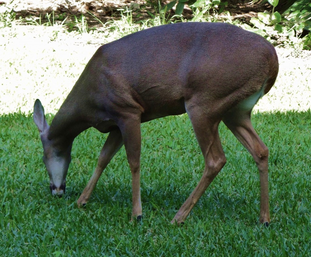 Foto: Hotel BlueBay Grand Esmeralda - Playa del Carmen (Quintana Roo), México