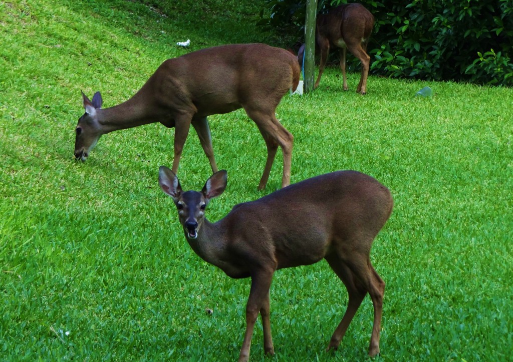 Foto: Hotel BlueBay Grand Esmeralda - Playa del Carmen (Quintana Roo), México