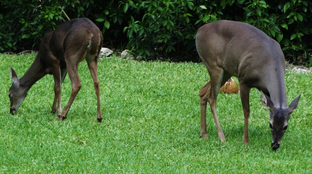 Foto: Hotel BlueBay Grand Esmeralda - Playa del Carmen (Quintana Roo), México