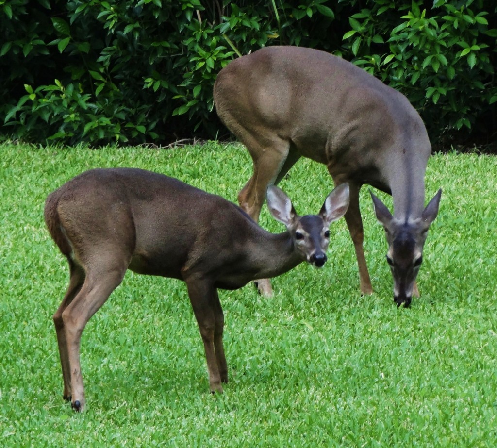 Foto: Hotel BlueBay Grand Esmeralda - Playa del Carmen (Quintana Roo), México