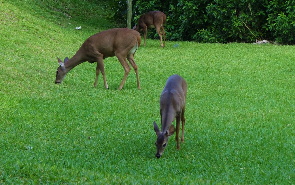 Foto: Hotel BlueBay Grand Esmeralda - Playa del Carmen (Quintana Roo), México