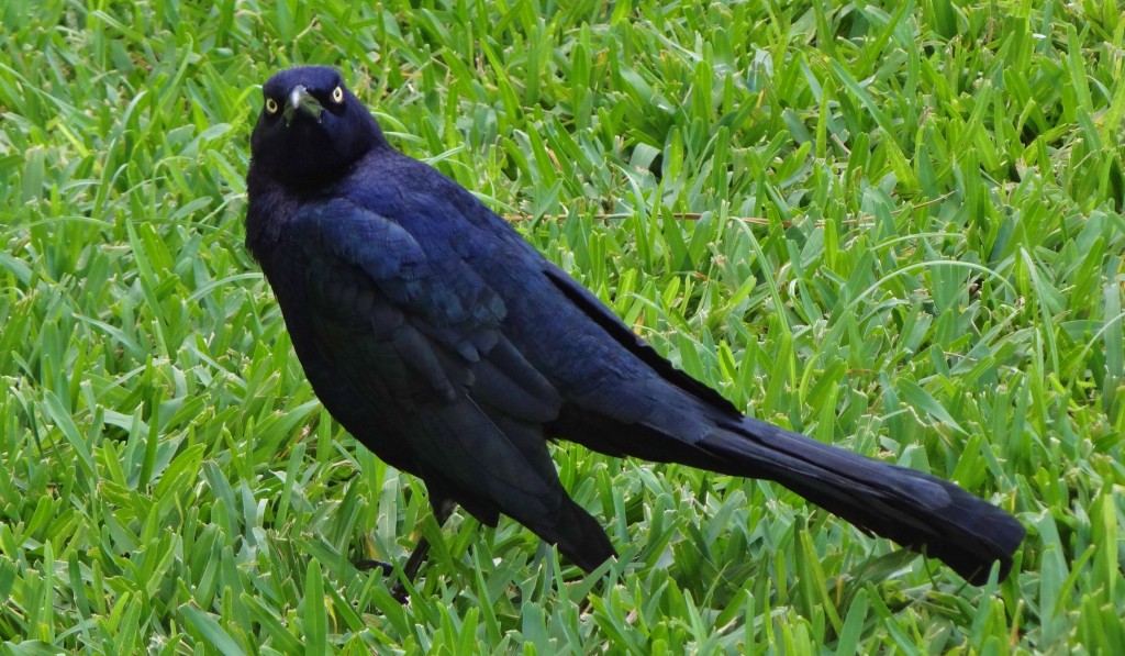 Foto: Hotel BlueBay Grand Esmeralda - Playa del Carmen (Quintana Roo), México