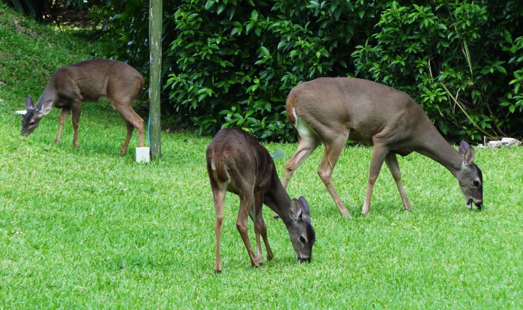 Foto: Hotel BlueBay Grand Esmeralda - Playa del Carmen (Quintana Roo), México