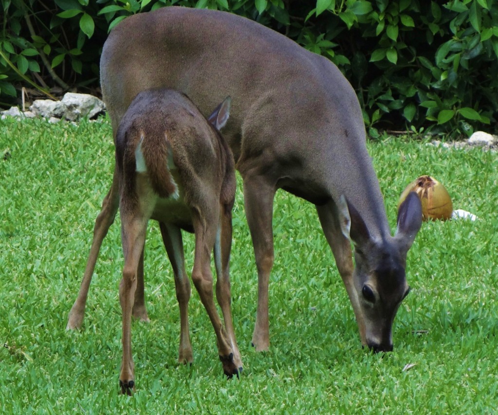 Foto: Hotel BlueBay Grand Esmeralda - Playa del Carmen (Quintana Roo), México