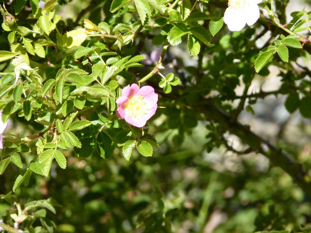 Foto: Parque Nacional Lago Puelo - Lago Puelo (Chubut), Argentina
