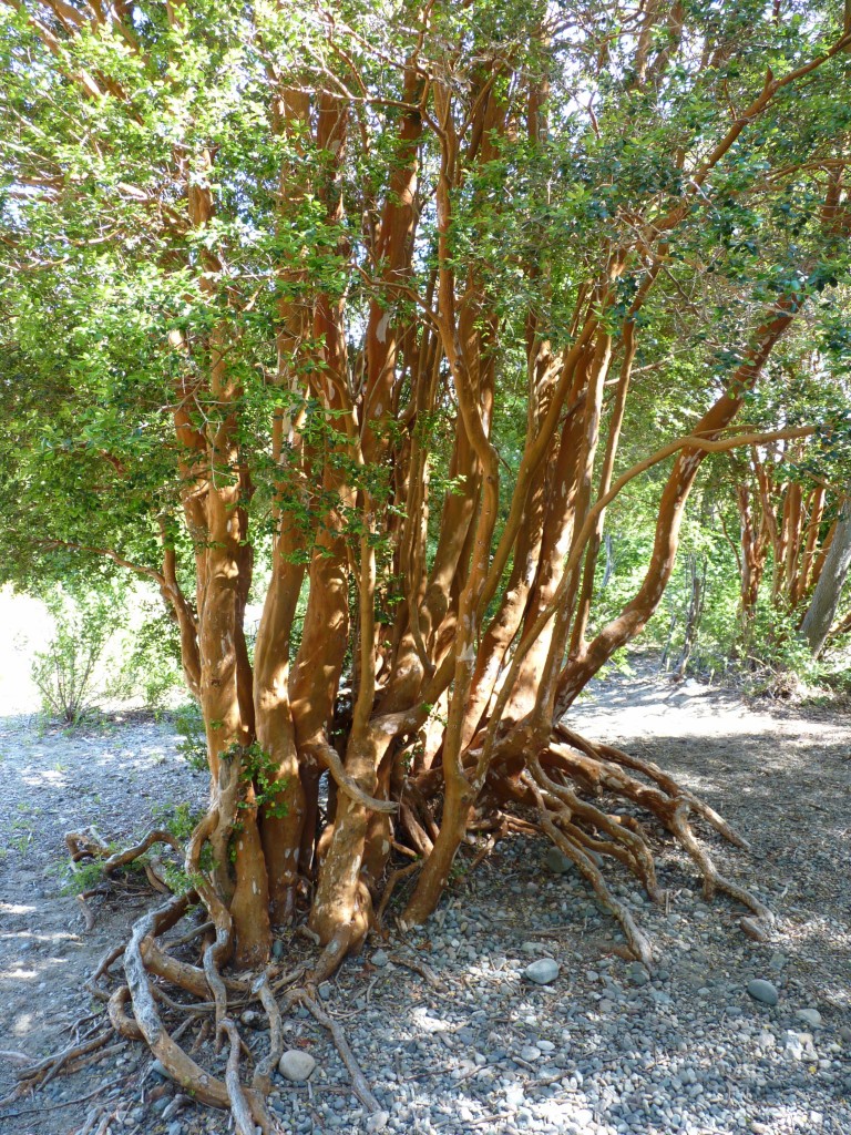 Foto: Parque Nacional Lago Puelo. - Lago Puelo (Chubut), Argentina