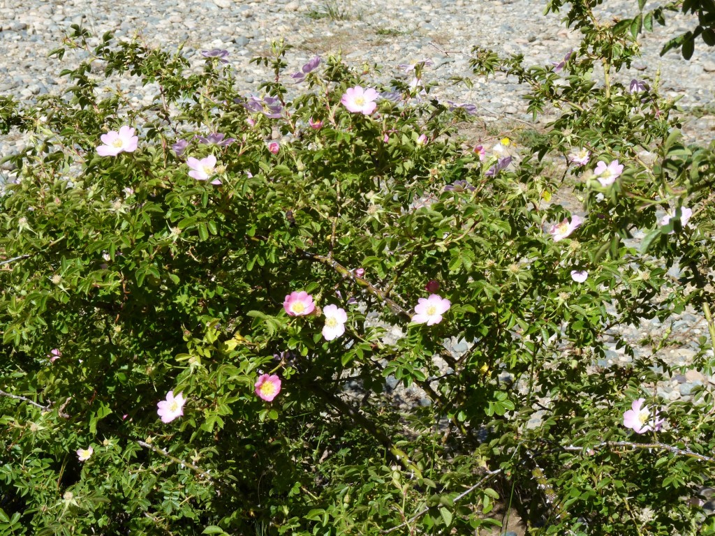 Foto: Parque Nacional Lago Puelo - Lago Puelo (Chubut), Argentina