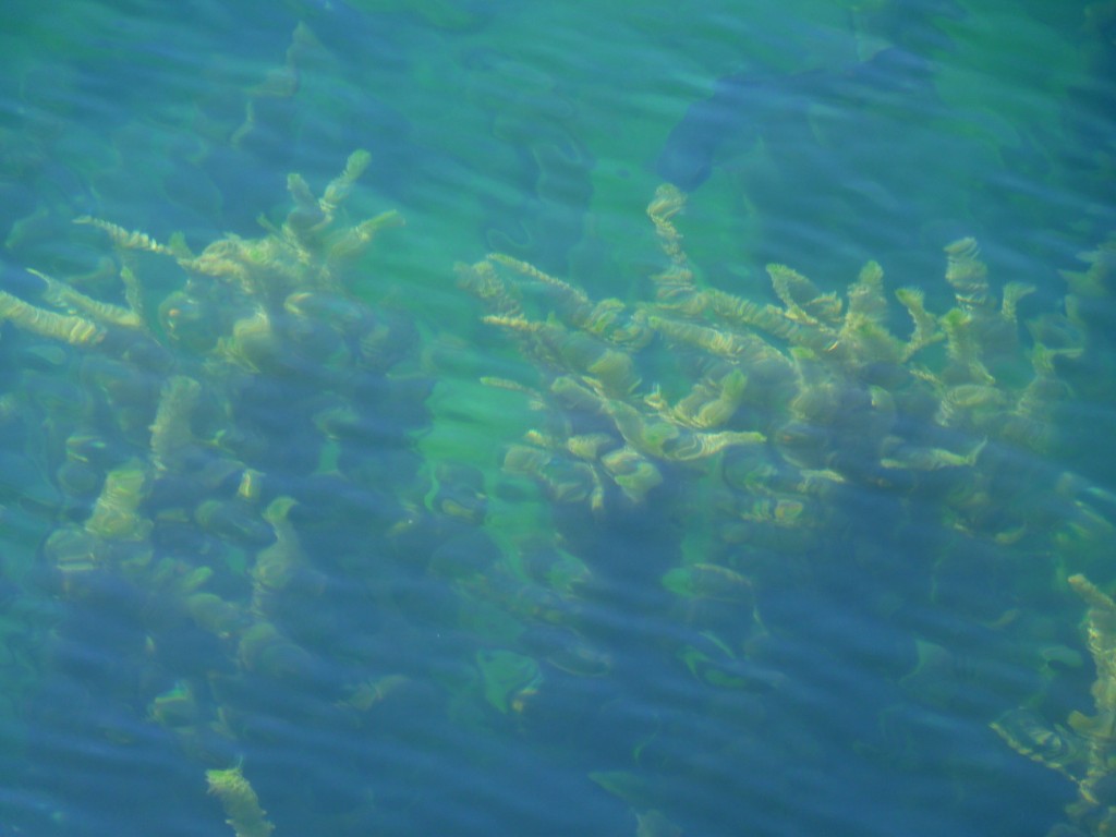 Foto: Parque Nacional Lago Puelo. - Lago Puelo (Chubut), Argentina