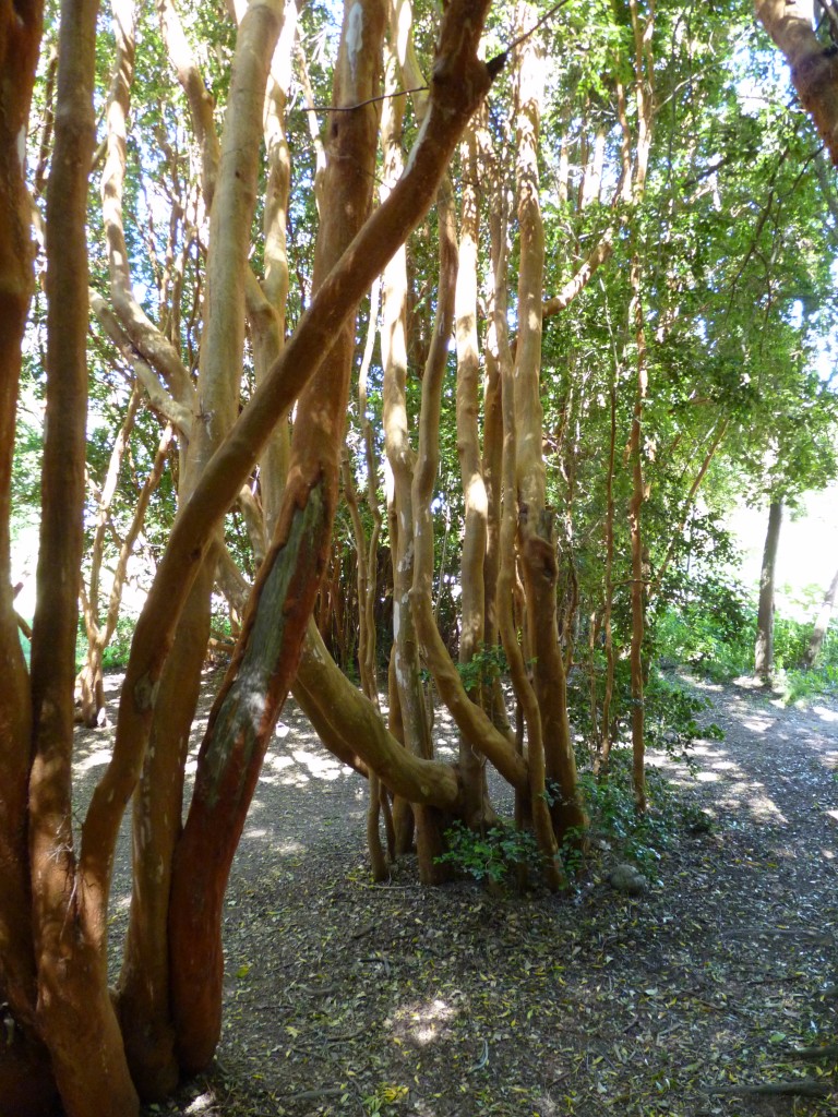 Foto: Parque Nacional Lago Puelo - Lago Puelo (Chubut), Argentina