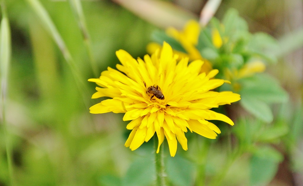 Foto: Naturaleza - Ronda (Málaga), España